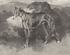 DEER. A Deer-hound-Landseer c1880 old antique vintage print picture