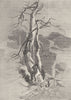 DEER. Rest-Landseer c1880 old antique vintage print picture
