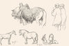 BELGIUM. Studies in Belgium-Landseer c1880 old antique vintage print picture