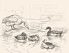 BIRDS. The Duck Pond-Landseer c1880 old antique vintage print picture