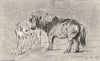 HORSES. Shetland Pony & Hound-Landseer c1880 old antique vintage print picture