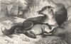 HARES. Hare and Foxes-Landseer c1880 old antique vintage print picture
