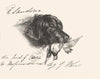 DOGS. Caesar-Landseer c1880 old antique vintage print picture