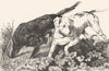 DOGS. Dogs setting a hare-Landseer c1880 old antique vintage print picture