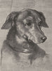 DOGS. Head of Dachel-Landseer c1880 old antique vintage print picture