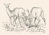 DEER. At Play-Landseer c1880 old antique vintage print picture