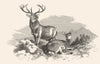 DEER. Stag and Hind-Landseer c1880 old antique vintage print picture
