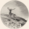 DEER. Missed-Landseer c1880 old antique vintage print picture