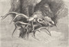 DEER. The Combat-Landseer c1880 old antique vintage print picture