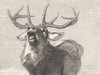 DEER. A Challenge-Landseer c1880 old antique vintage print picture