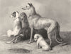 DOGS. Waiting-Landseer c1880 old antique vintage print picture