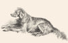 DOGS. A setter dog-Landseer c1880 old antique vintage print picture
