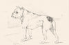 DOGS. Example 3-Landseer c1880 old antique vintage print picture