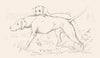 DOGS. Example 4-Landseer c1880 old antique vintage print picture