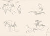 BIRDS. Example 7-Landseer c1880 old antique vintage print picture
