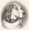 DOGS. Dog's head-Landseer c1880 old antique vintage print picture