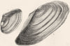 BRITISH PEARL SHELLS. Anodon Anatinus, Cygneus 1845 old antique print picture