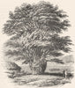 YORKS. Yew-tree, Fountains Abbey, Ripon  1845 old antique print picture
