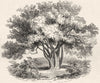 SOMT. The Glastonbury Thorn 1845 old antique vintage print picture