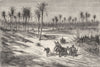 SPAIN. Forest of palms at Elche 1881 old antique vintage print picture