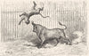 SPAIN. Combat between a Bull and a Tiger 1881 old antique print picture