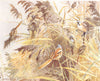 REED TlTS. 