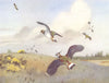 LAPWING. 