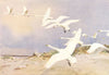 WILD SWAN. 