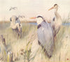 HERONS. 