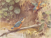 KINGFISHER. 