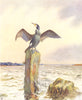 CORMORANT. 