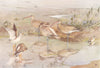 CURLEW. 