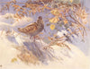 WOODCOCK. 