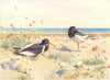 SEA-PIETS. 