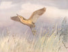 BITTERN. 