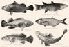 GREAT BARRIER REEF FISH Giant Perch Mullet Rock Cod Taylor Groper Flathead 1893