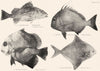 GT BARRIER REEF FISH Queensland Trumpeter Spinous Snapper Spotted Dory Bat  1893