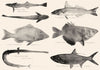 GREAT BARRIER REEF FISH Sucking Whiting Bream Rifle Pipe Ox-eye Herring 1893