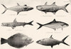 GT BARRIER REEF King Fish Cooktown Salmon Smelt Queensland Halibut Herring 1893