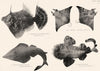 GT BARRIER REEF FISH Leather-Jacket Ox-Ray Shovel-Nosed Skate Carpet Shark 1893