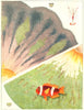 GT BARRIER REEF CORAL Giant Anemone fish bicinctus Discosoma Haddoni Kenti 1893