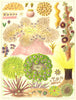 GT BARRIER REEF CORAL Anemone Zoantharia Heterodactyla Hemprichii hypnoides 1893