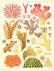 GREAT BARRIER REEF CORAL Seriatopora hystrix Echinopora horrida rosularia 1893