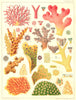 GREAT BARRIER REEF CORAL Seriatopora hystrix Echinopora horrida rosularia 1893