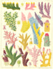 CORAL Madrepora prostrata Kenti ornata decipiens laxa secunda grandis 1893