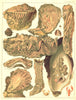 GT BARRIER REEF OYSTERS Coral Rock Trap-door Cockscomb Saddle Black-edged 1893