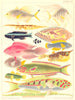 GT BARRIER REEF Fringe finned diamond Trevally Coral Pipe fish Glyphidodon 1893