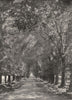 SOUTH AFRICA. Newland's Avenue 1899 old antique vintage print picture