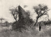SOUTH AFRICA. Ant Heap, Mashonaland 1899 old antique vintage print picture