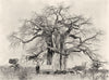 SOUTH AFRICA. Cream- of- Tartar tree 1899 old antique vintage print picture